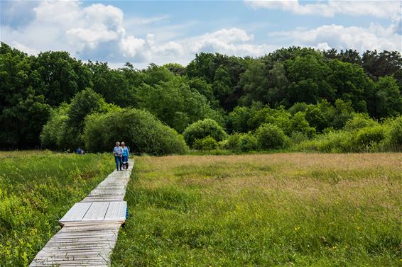 Wandelen in Beringen: Koersel Rood - Beringen