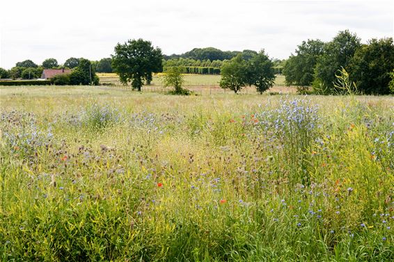 Wandelen in Beringen: Paal Rood - Beringen