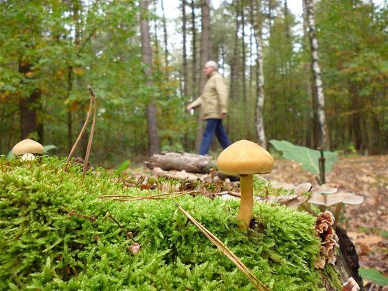 Wandelen in de Donderslagse bossen - Meeuwen-Gruitrode