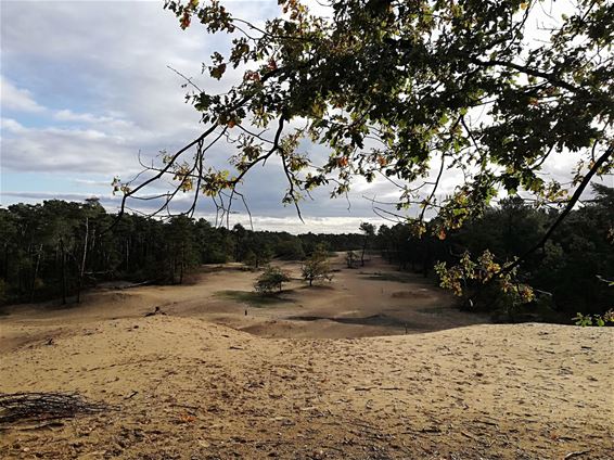 Wandelen in de duinen - Hechtel-Eksel