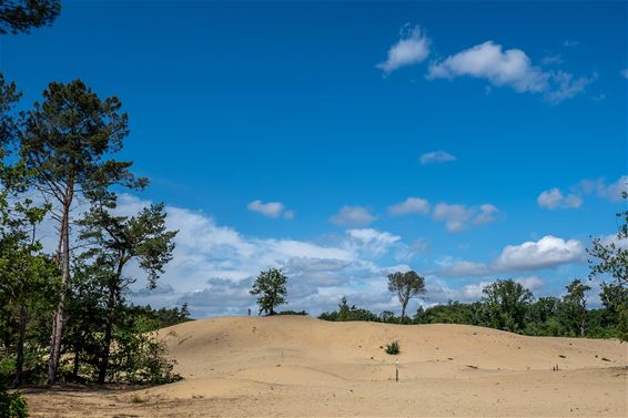 Wandelen in de grootste zandbak van Vlaanderen - Hechtel-Eksel