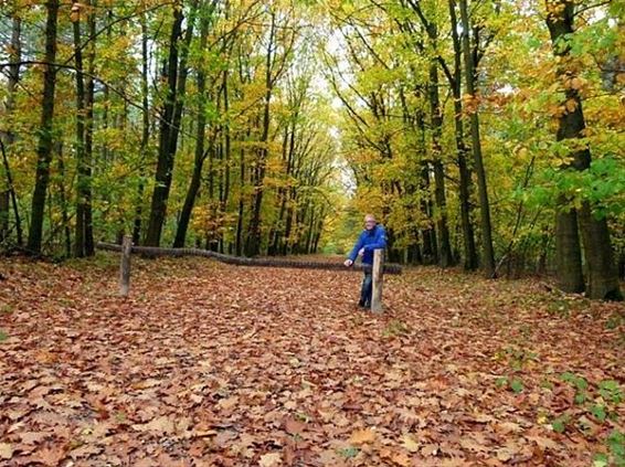 Wandelen in het bos - Meeuwen-Gruitrode