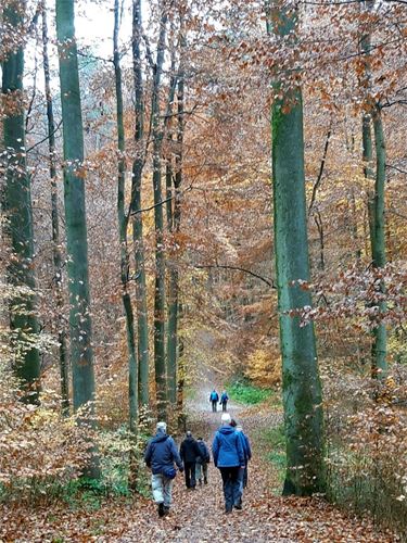 Wandelen in het Zoniënwoud - Hamont-Achel