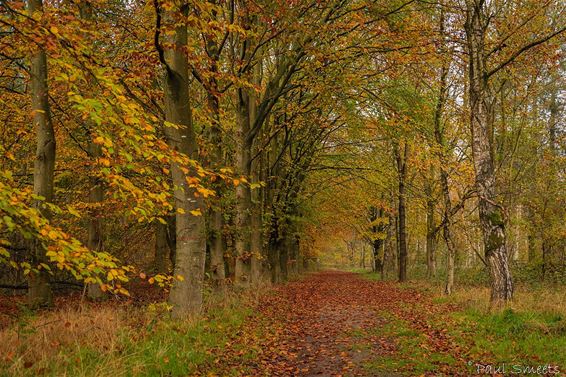 Wandelen in Lozerheide - Bocholt