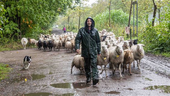 Wandelen met (natte) schapen - Lommel