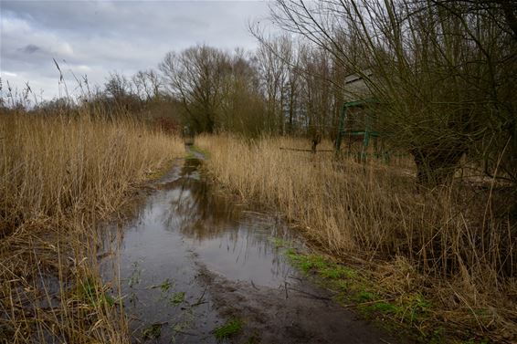 Wandelen of zwemmen? - Pelt