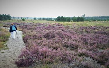 Wandelen op de heide - Lommel