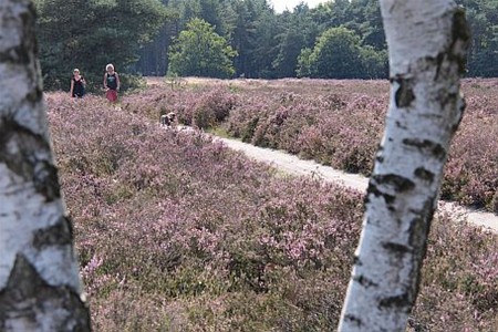 Wandelen tussen de bloeiende heide - Lommel