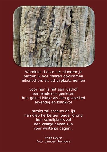 Wandelend door het plantenrijk - Beringen & Leopoldsburg