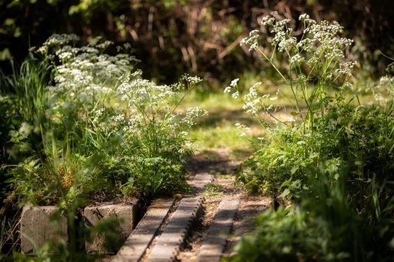 Wandeling in de Kolonie - Lommel