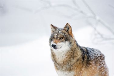 Wandeling in het kader van wolf Naya - Beringen