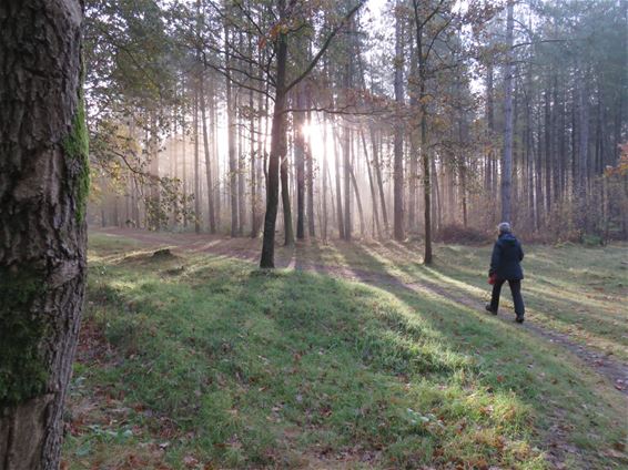 Wandeling in het ochtendlicht - Beringen & Leopoldsburg