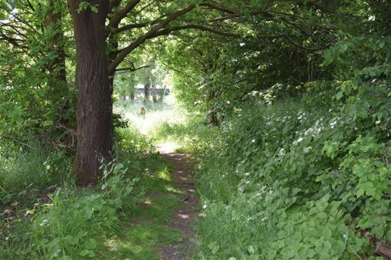 Wandeling langs De Vrundenweg en Buurtweg nr 46 - Pelt