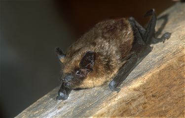 Wandeling tijdens de Nacht van de Vleermuis - Beringen