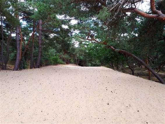 Wandelingen door Lommel: Bos en hei - Lommel