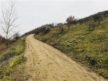 Wandelpaden op terril hersteld - Beringen