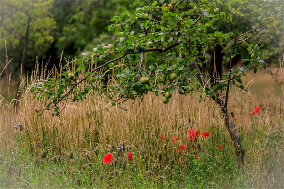 Wandeltip: natuurgebied Den Tip in Kerkhoven - Lommel