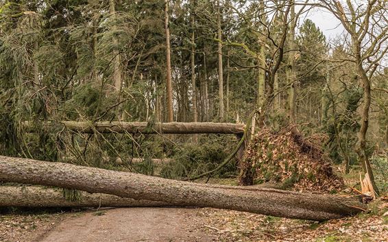 Wandelwegen versperd in het Hobos - Overpelt