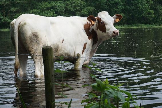 Warmbeek overstroomd - Hamont-Achel