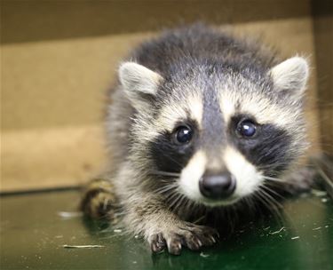 Wasberen komen en wasberen gaan - Oudsbergen