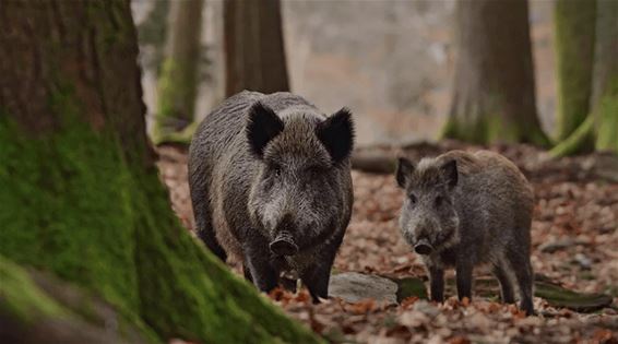 Wat doen als je een everzwijn tegenkomt? - Oudsbergen