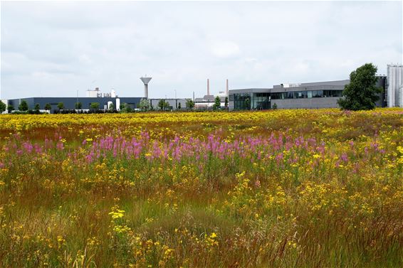 Wat een mooie natuur toch... - Lommel