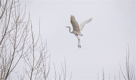 Wat een prachtige vogel... - Lommel