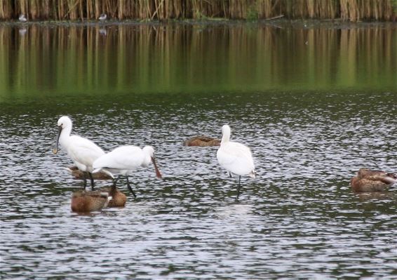 Wat zie ik daar? Een lepelaar! - Lommel