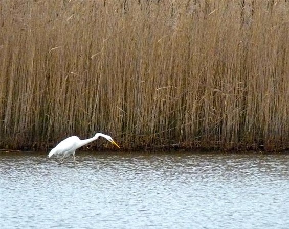 Wat ziet mijn lodderig oog? - Neerpelt