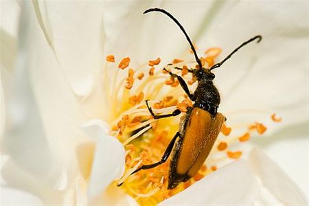 Wat zijn die rozen lekker - Hamont-Achel