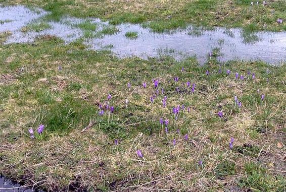 Water en krokussen in de Watering - Lommel