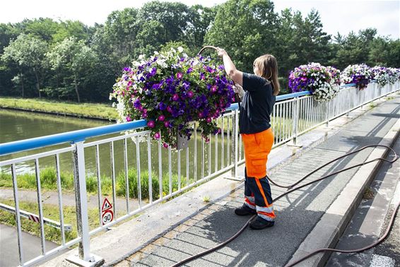 Water geven vóór de hitte er aan komt - Lommel