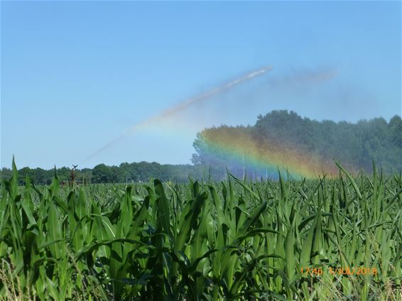 Waterbesproeiingen met een mooi effect - Hamont-Achel