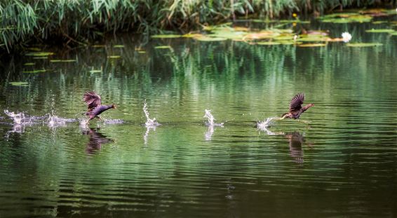 Waterhoen in actie - Lommel