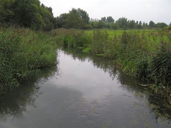 Waterkwaliteit Dommel en Warmbeek moet beter - Peer & Pelt