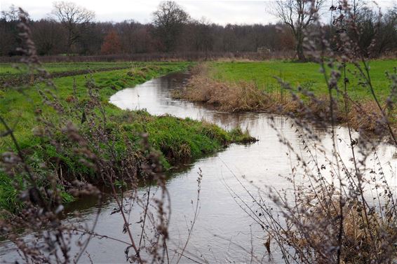 Waterpeil Zwarte Beek staat hoog - Beringen