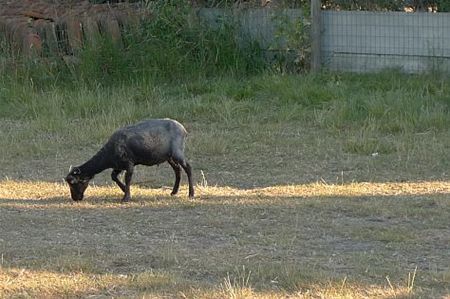 We zitten in de 'schaapscheerderskou' - Neerpelt