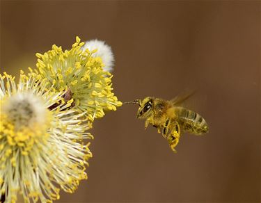 'Week van de Bij' is begonnen