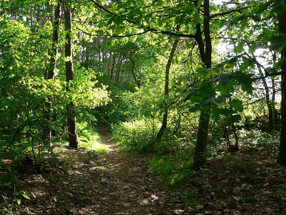 Week van het Bos gaat van start in Bosland - Overpelt