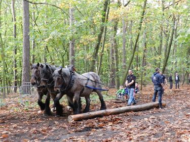 'Week van het bos' in Pijnven - Lommel