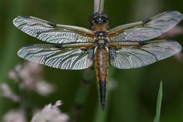 Week van het insect - Beringen