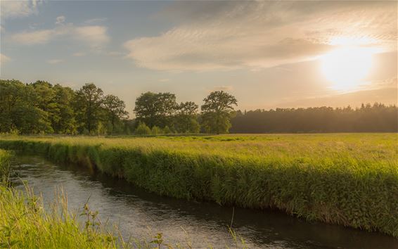 Weelderig groen in de Dommelvallei - Overpelt