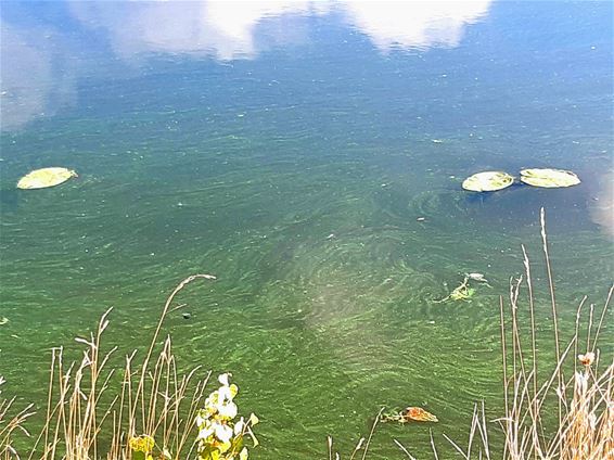 Weer blauwalg in het kanaal - Pelt