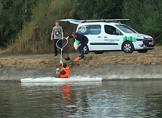 Weer dode eenden uit kanaal gehaald - Neerpelt