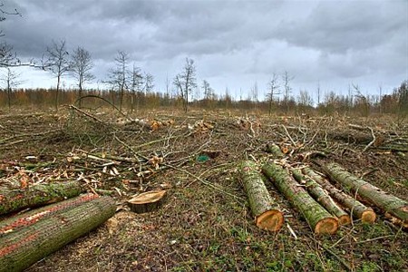 Weer een bos minder - Neerpelt