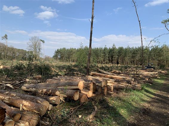 Weer een bos weg - Pelt