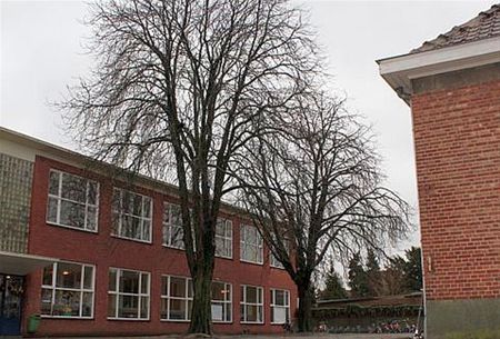 Weer een hoge boom veroordeeld - Neerpelt