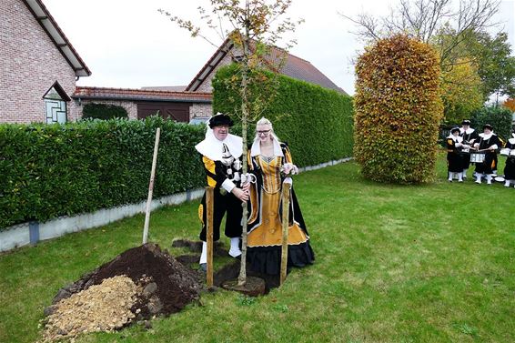 Weer een koningsboom geplant - Neerpelt