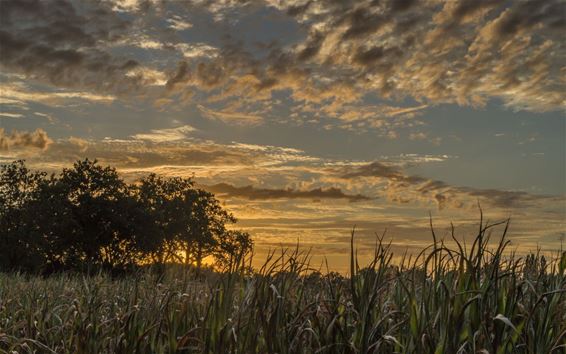 Weer een mooie zomeravond - Overpelt