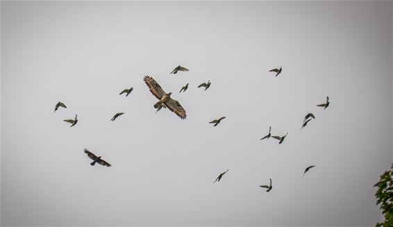 Weer een portie Lommelse natuur - Lommel